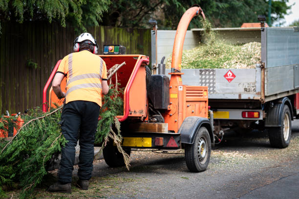 Best Lawn Renovation and Restoration  in Oakland, OR